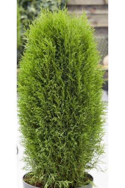 Ідеальна туя Тотем Смарагд для створення вічнозеленої огорожі.