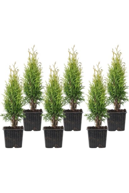 Саджанці Туї західної Тотем Смарагд