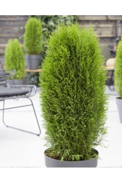 Туя Тотем Смарагд із компактною пірамідальною формою.