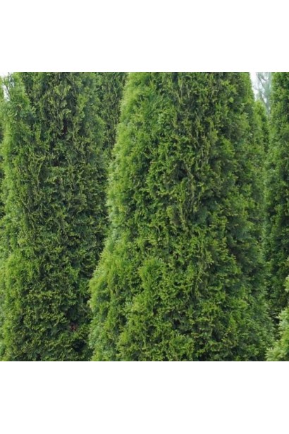 Вузькоколонна туя Тотем Смарагд із густою хвоєю.