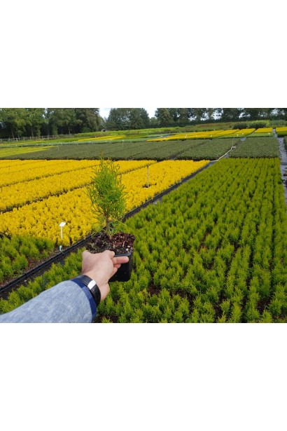 Туя західна Тотем Смарагд - 0,5-3л/вис.15-20см/Ø10-15см