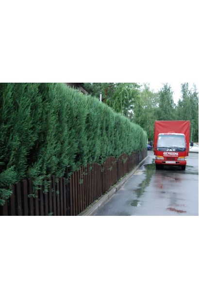 Зелений живий живопліт з ялівцю Скайрокет
