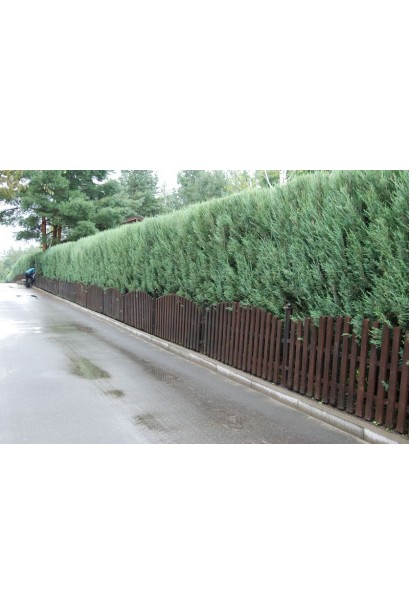 Жива зелена огорожа з ялівцю скельного Скайрокет
