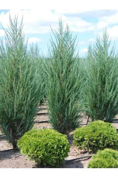 Ялівець зі сріблястою хвоєю Скайрокет