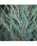 Ялівець скельний Скайрокет | Можжевельник скальный Скайрокет | Juniperus scopulorum Skyrocket