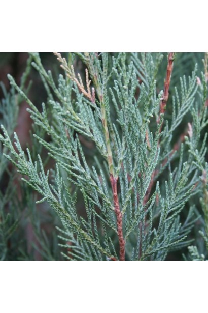 Ялівець скельний Скайрокет - зеленувато-блакитна луската хвоя