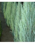 Ялівець скельний Скайрокет | Можжевельник скальный Скайрокет | Juniperus scopulorum Skyrocket