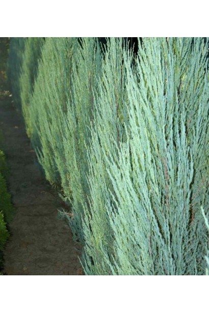 Ялівець скельний Скайрокет