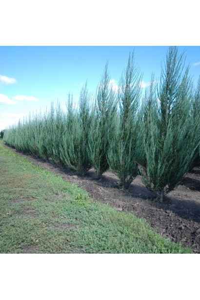 Juniperus scopulorum Skyrocket