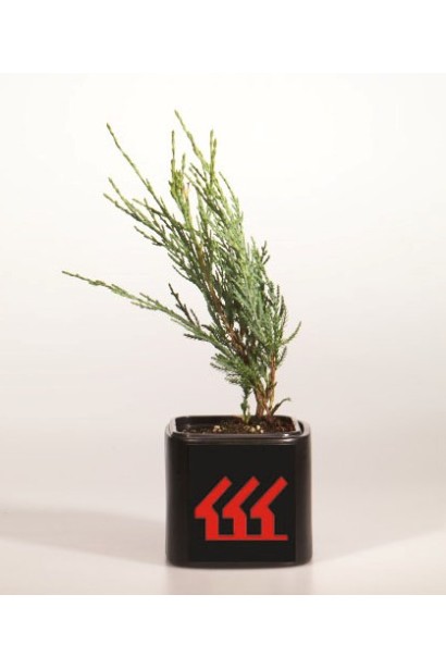 Ялівець скельний Скайрокет саджанець Р9 / 0,5 л