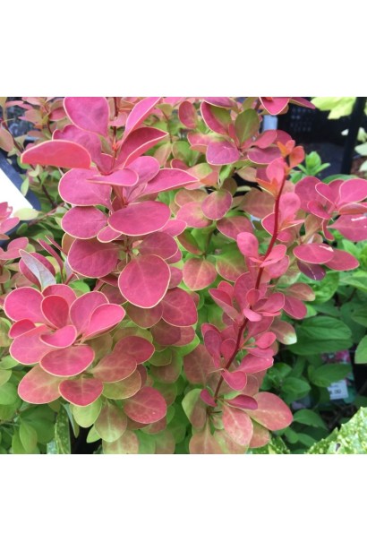 Барбарис Оранж Санрайз листя