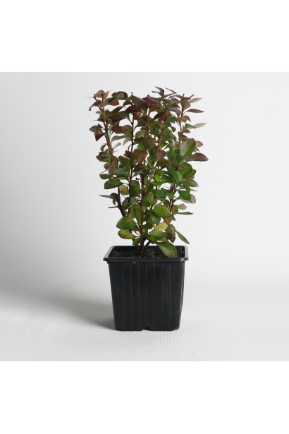 Барбарис Orange Sunrise