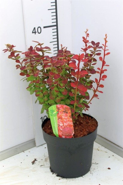 Барбарис Тунберга Оранж Санрайз висота 35-40 см