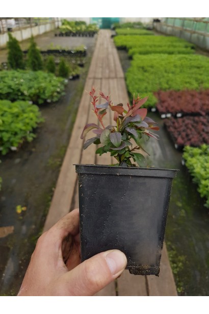 Барбарис Оранж Санрайз в контейнері Р9