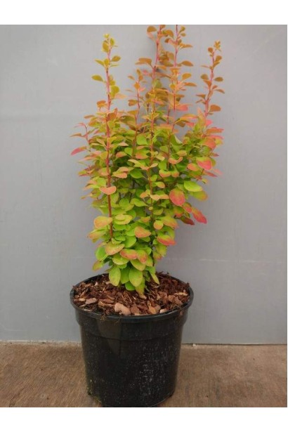 Berberis Thunbergii Orange Sunrise