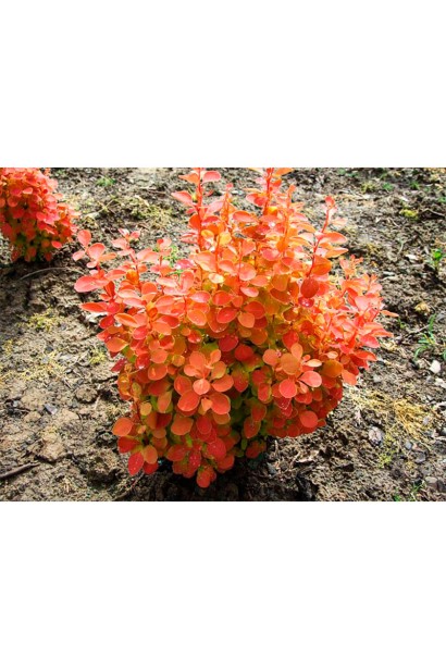 Барбарис Оранж Санрайз посадка