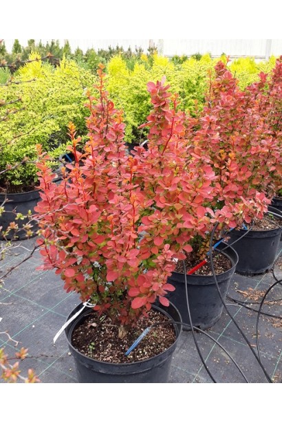 Барбарис Оранж Санрайз в садовому центрі