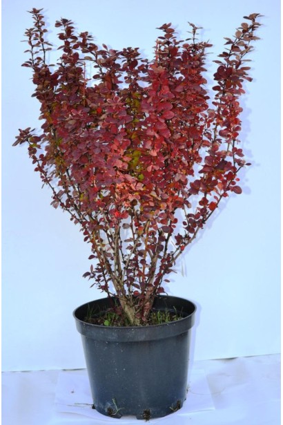 Барбарис Оранж Санрайз в горщику