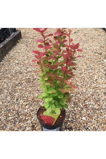 Барбарис Оранж Санрайз в контейері