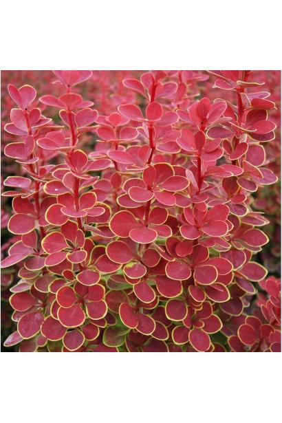 Барбарис тунберга Orange Sunrise червоне листя з облямівкою