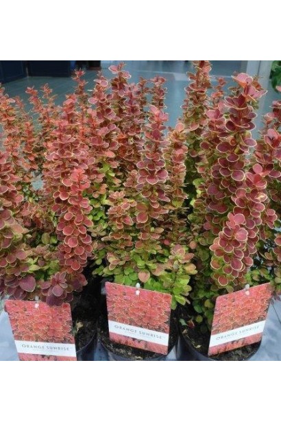 Барбарис Оранж Санрайз саджанці