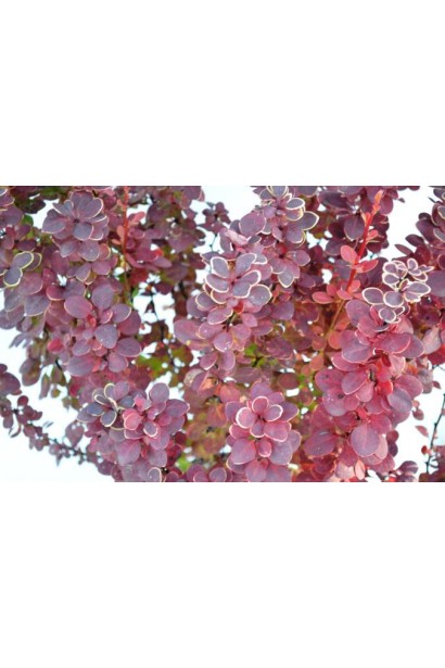 Барбарис Оранж Санрейз