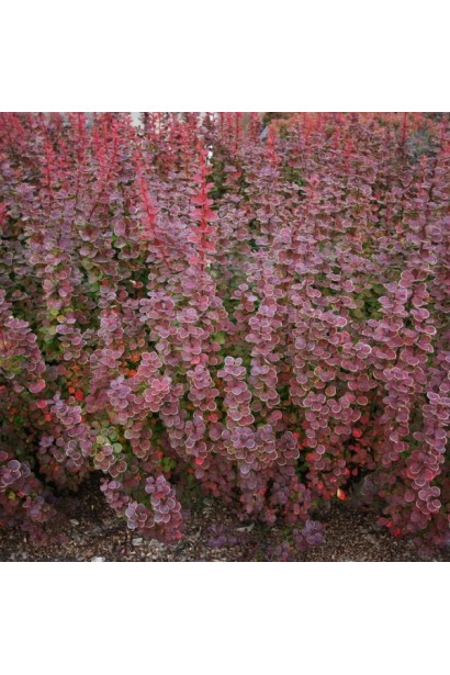 Барбарис Оранж Санрайз колоновидний кущ