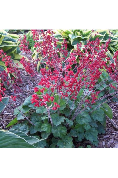 Гейхера Рубі Беллс