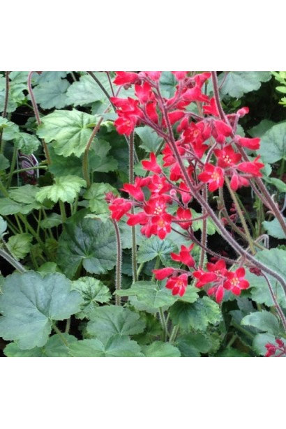 Гейхера Рубі Беллс коралові квіти