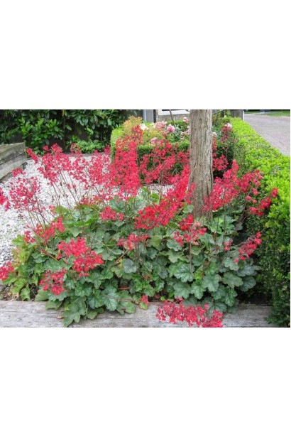 Гейхера Рубі Беллс в ландшафті