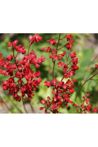 Гейхера Рубі Беллс червоні квіти