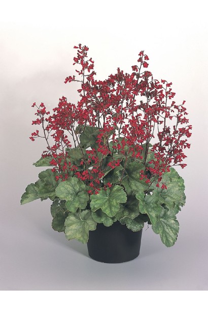 Гейхера Рубі Беллс в контейнері