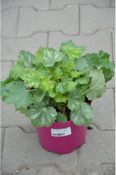 Heuchera sanguinea Ruby Bells