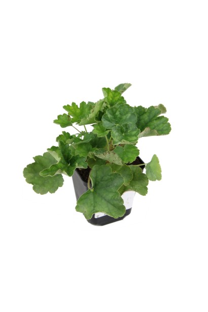 Гейхера Рубі Беллс зелене листя