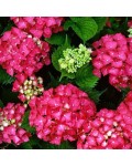 Гортензия широколистная Ред Барон | Hydrangea macrophylla Red Baron | Гортензія широколистна Ред Барон