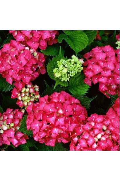Гортензия Ред Барон темно-розовые шаровидные соцветия