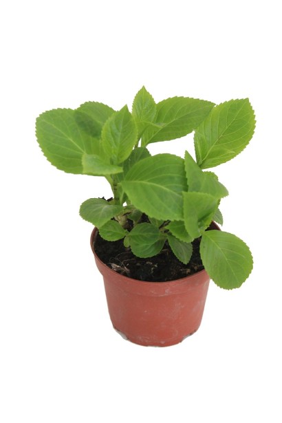 Гортензия Ред Барон в горшочке 3 л