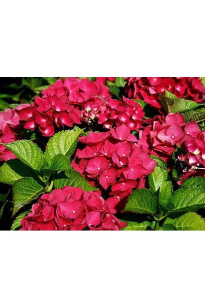 Гортензия Красный Барон