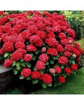 Гортензія широколистна Ред Барон | Hydrangea macrophylla Red Baron | Гортензия широколистная Ред Барон
