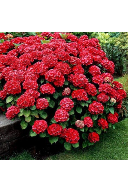 Гортензия широколистая Ред Барон обильноцветущий куст