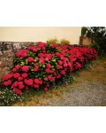 Гортензия широколистная Ред Барон | Hydrangea macrophylla Red Baron | Гортензія широколистна Ред Барон