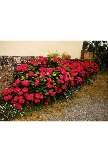 Гортензия Ред Барон в ландшафте