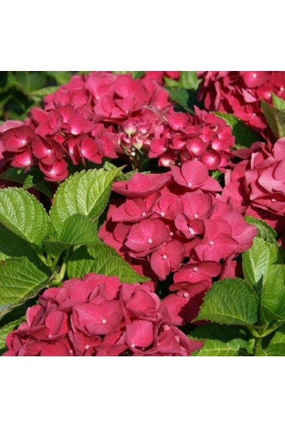  Hydrangea macrophylla Red Baron 
