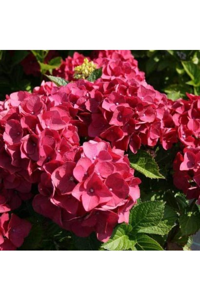 Гортензия широколистная Ред Барон