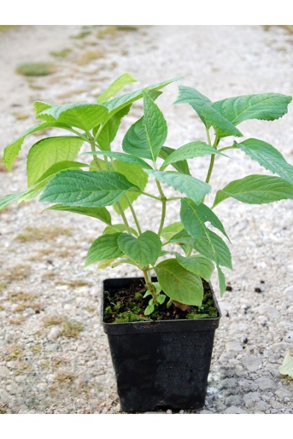 Гортензия Ред Барон контейнер Р9