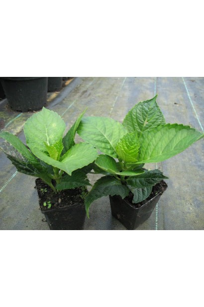 Гортензия Ред Барон саженцы Р9/0,5л