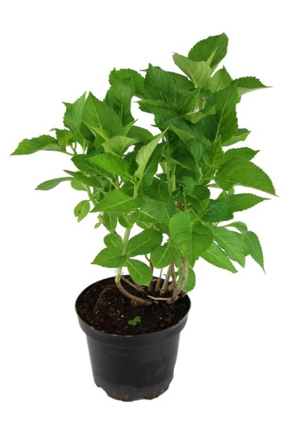 Гортензия широколистая Ред Барон контейнер 3л