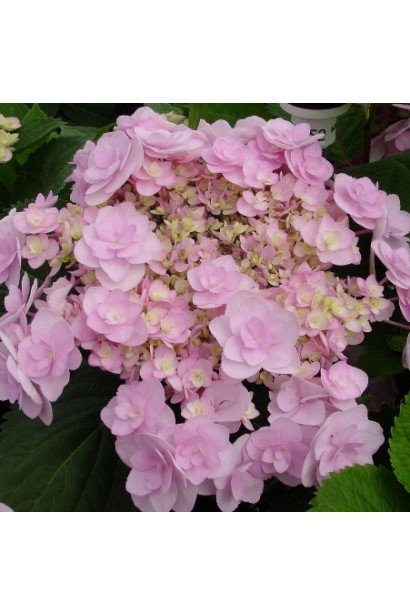 Гортензія Форевер рожева при відцвітіанні