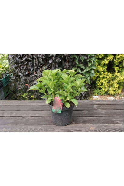 Гортензія макрофіла Форевер в горщику 3 л