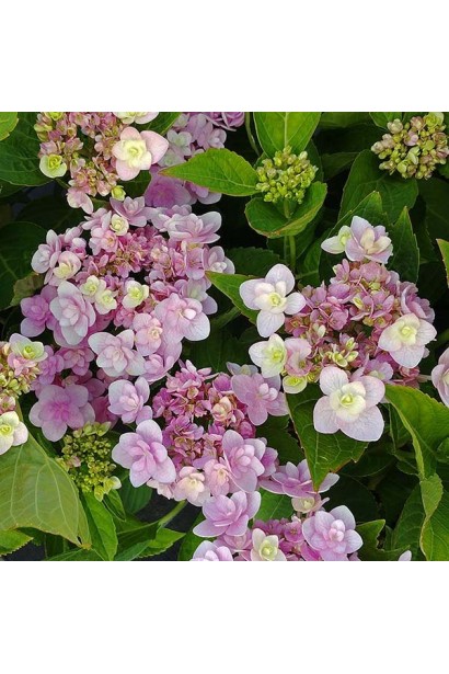 Hydrangea Forever 